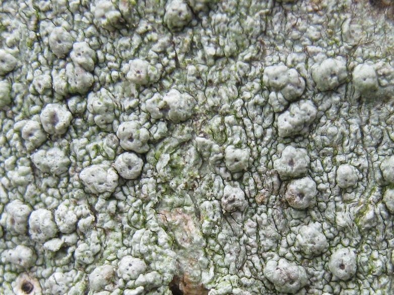 Pertusaria 2